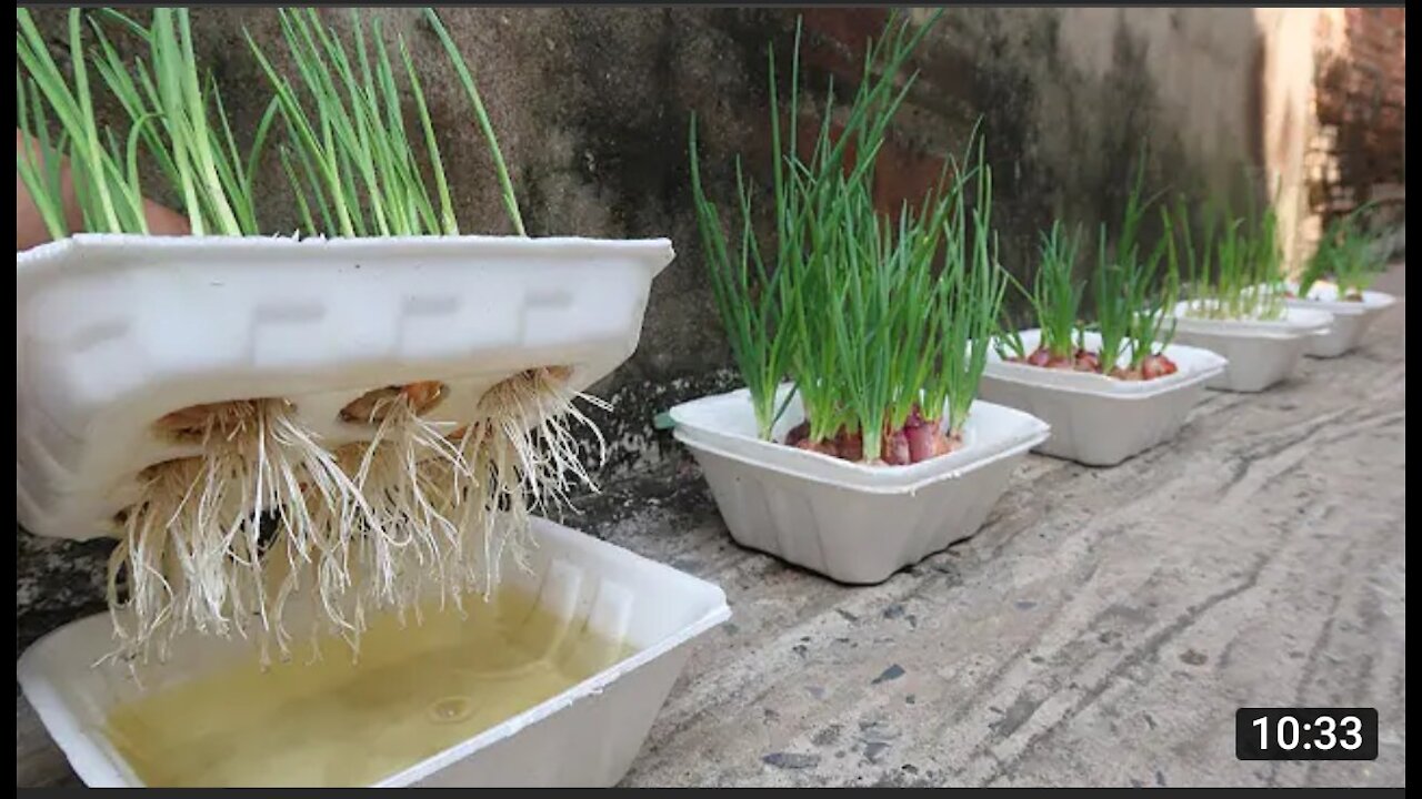 Brilliant idea | How to grow Onions & Garlic in Styrofoam Box for beginners