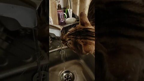 Time for a little drinky #bengalcat #catdrinking #waterasmr