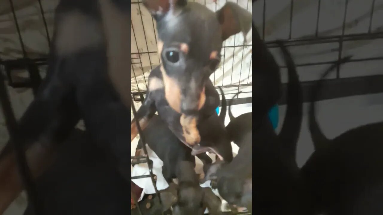 miniature pinscher puppies