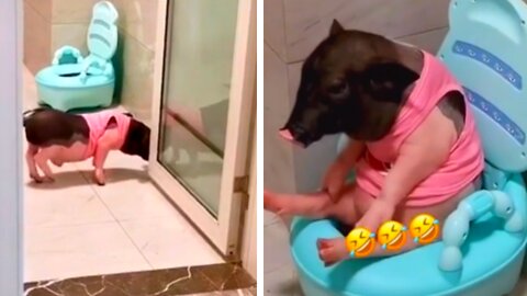 Pet Pig Uses the Toilet Like a Person and is Very Serious about it