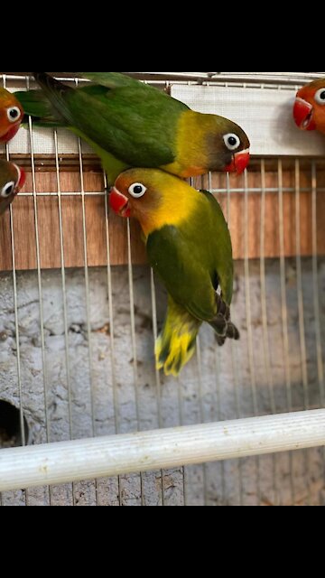 A pair of beautiful lovebirds parrot inside a laying chamber with eggs