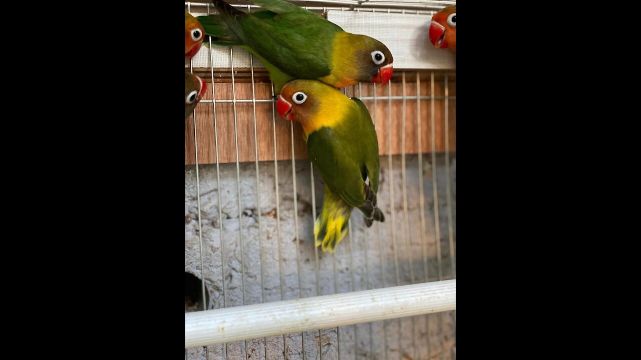 A pair of beautiful lovebirds parrot inside a laying chamber with eggs