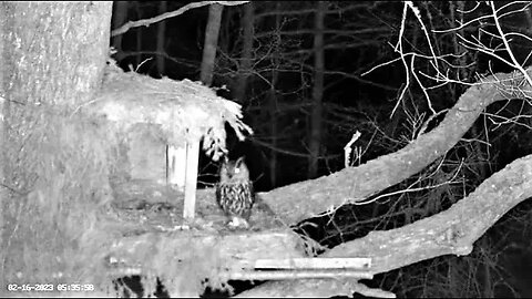 Eagle Owl-Morning Visit, Mating Off Cam 🦉 02/16/23 05:26