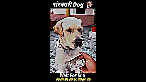 sanskari dog 🐶🐕 cute dog 🐶