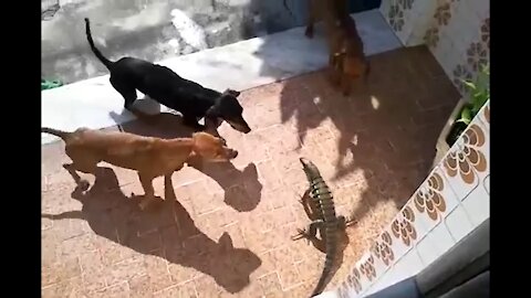 3 DOGS 1 LIZARD 🐕🦎