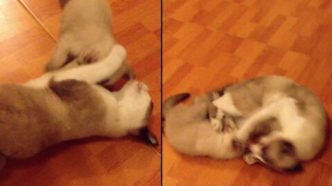 Cute Kitten fight with Cat