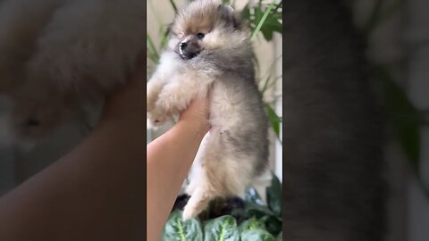 Cute Baby puppy 🙀 #shorts #shortvideo #youtubeshorts