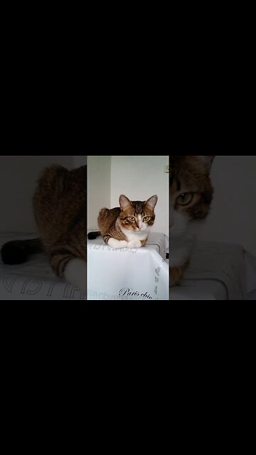 A Cat Loaf on the Table