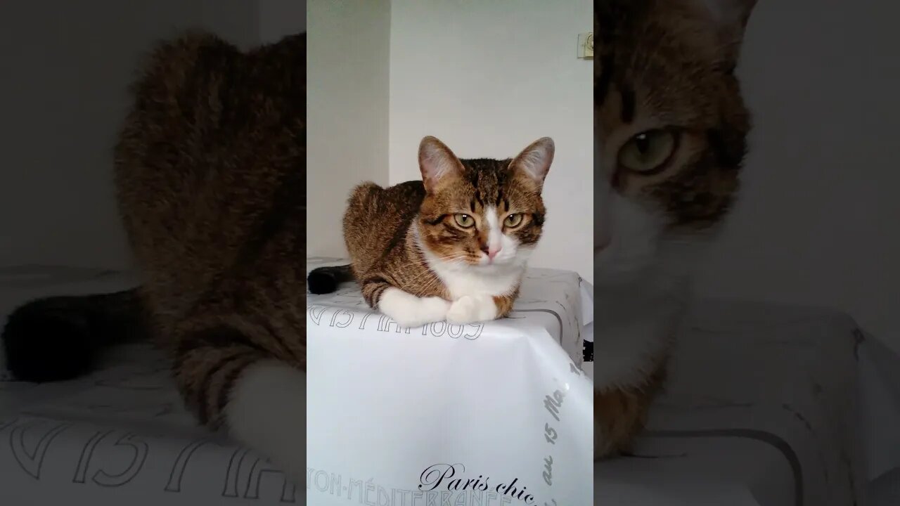 A Cat Loaf on the Table