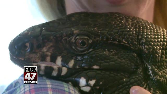 Winston the Tegu