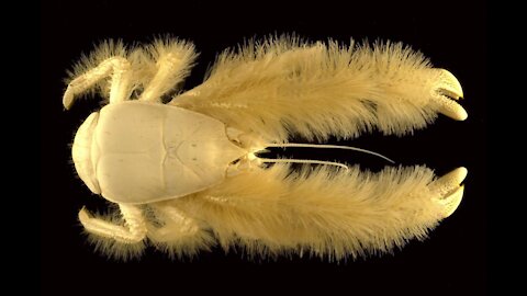 Yeti Crab - "Furry" Lobster - Kiwa Hirsuta