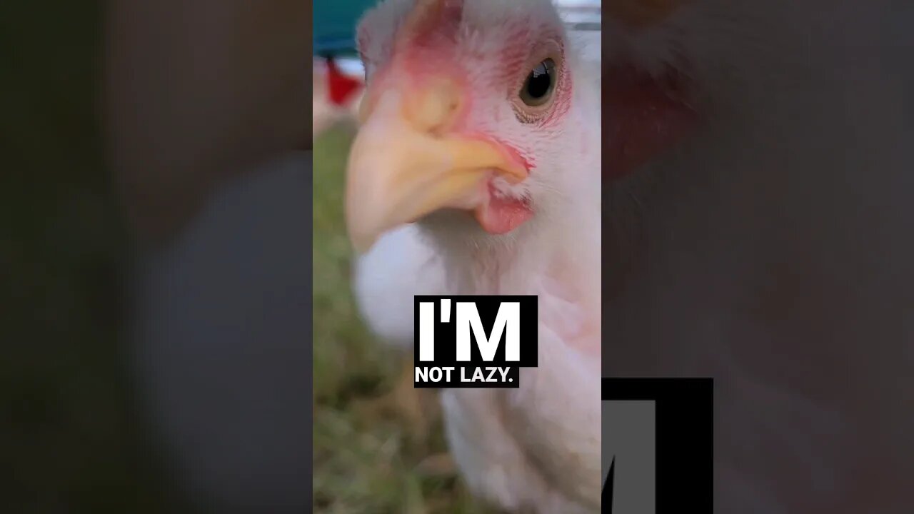 Lazy Meatbirds