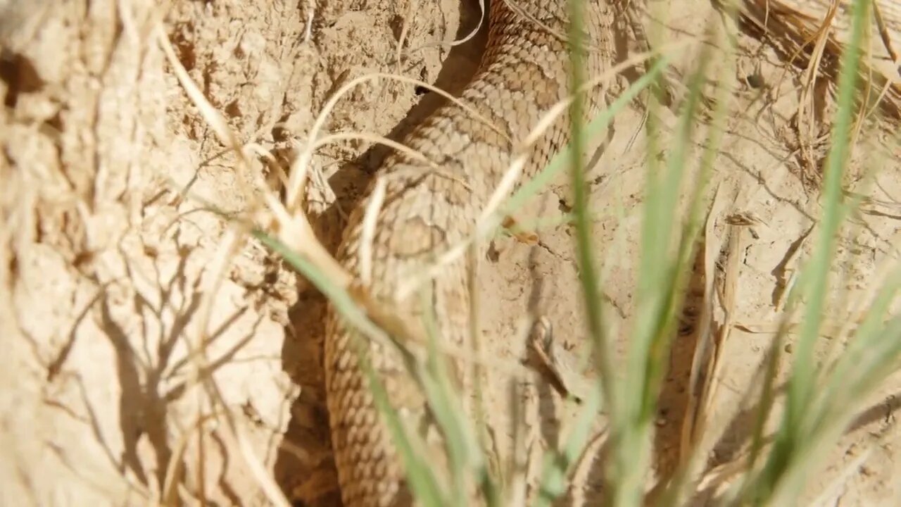 Great Basin rattlesnake slithering in the desert