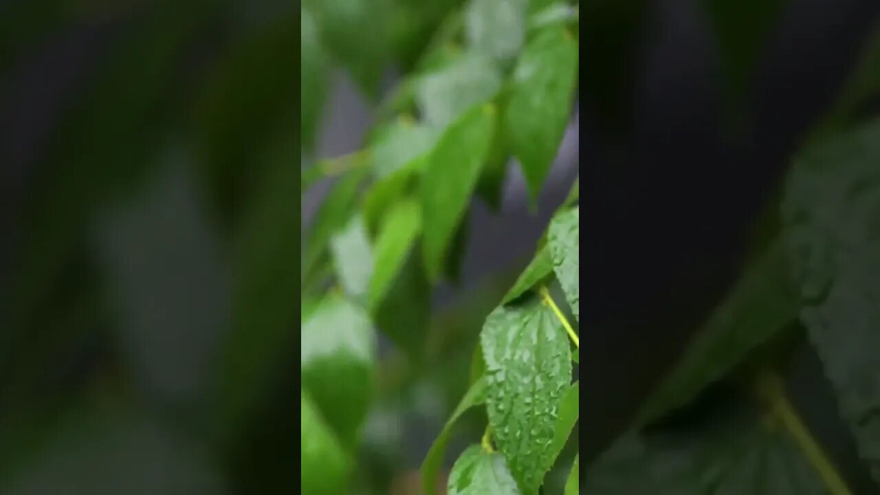 Pitter Patter of Rain on Leaves #rainyweather #leaf #forestrain