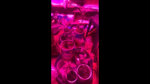 DHP Marijuana Greenhouse 3-1-2022