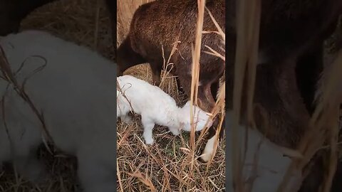 Our First Lamb on our Homestead! This is the 2nd day for "Joy"