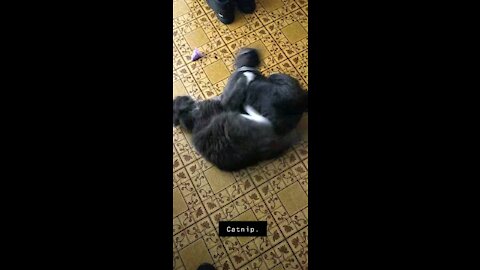 Slo mo cat fight!