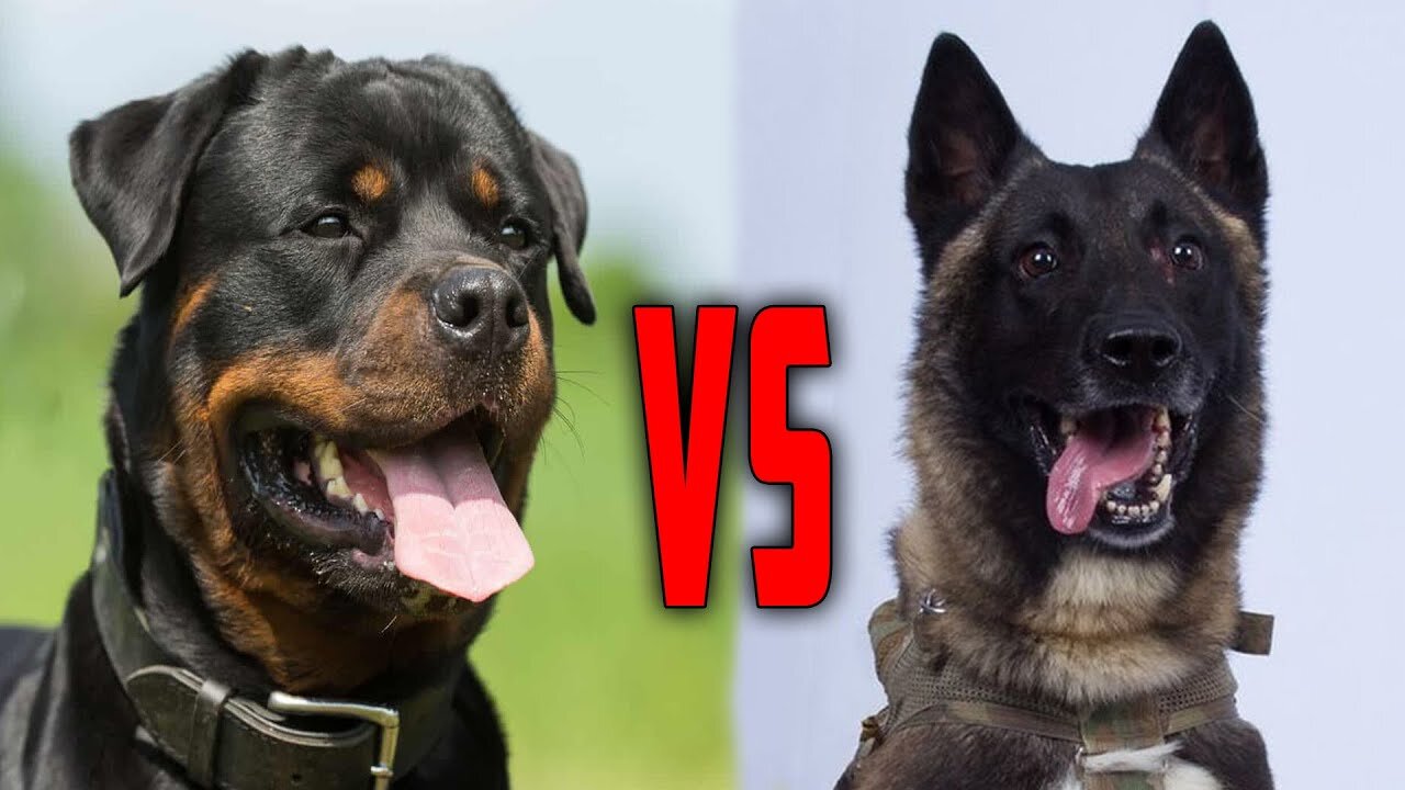 💪_ malinois_VS_pitbull 👊 The strongest competition