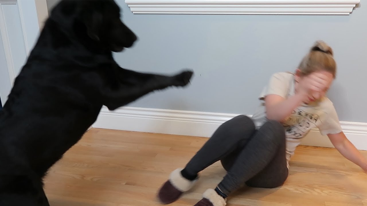 I tried to teach my dog tricks