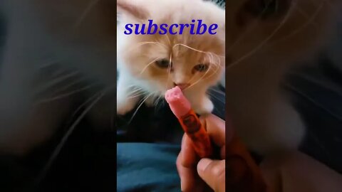 viral Kitten eats sausage