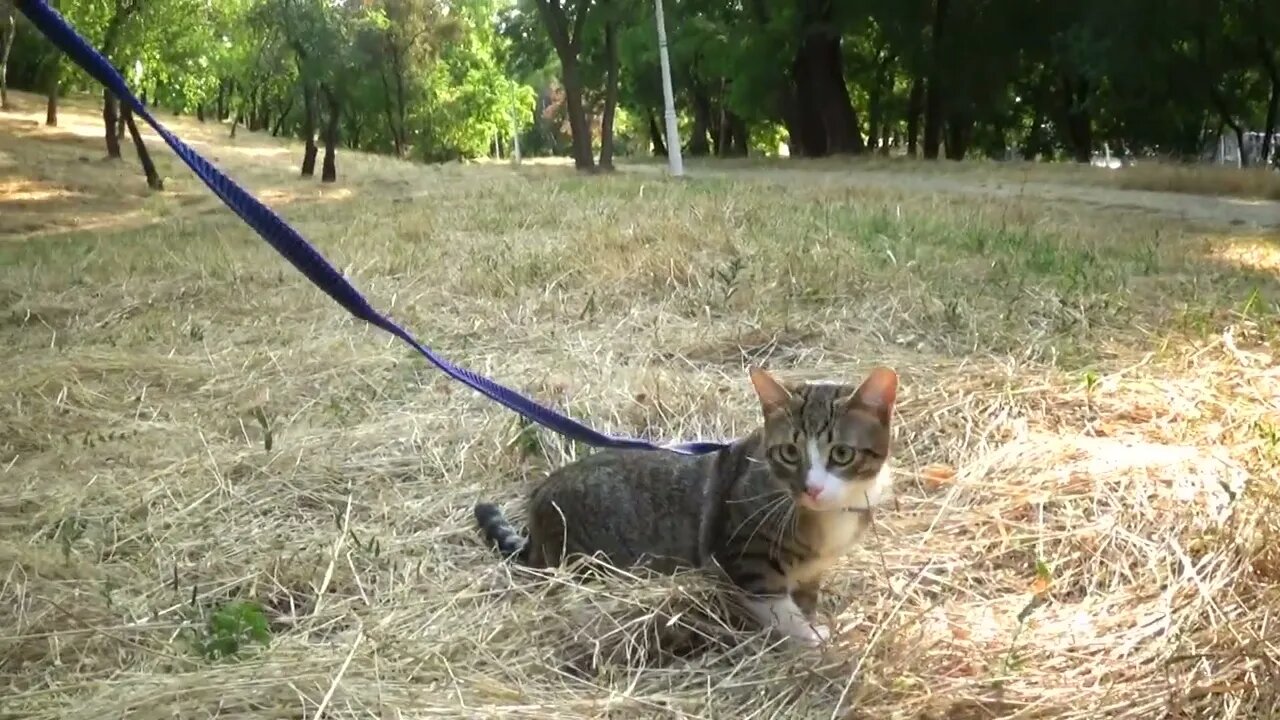 Kitten Is Slightly Frightened on His First Trip in Nature