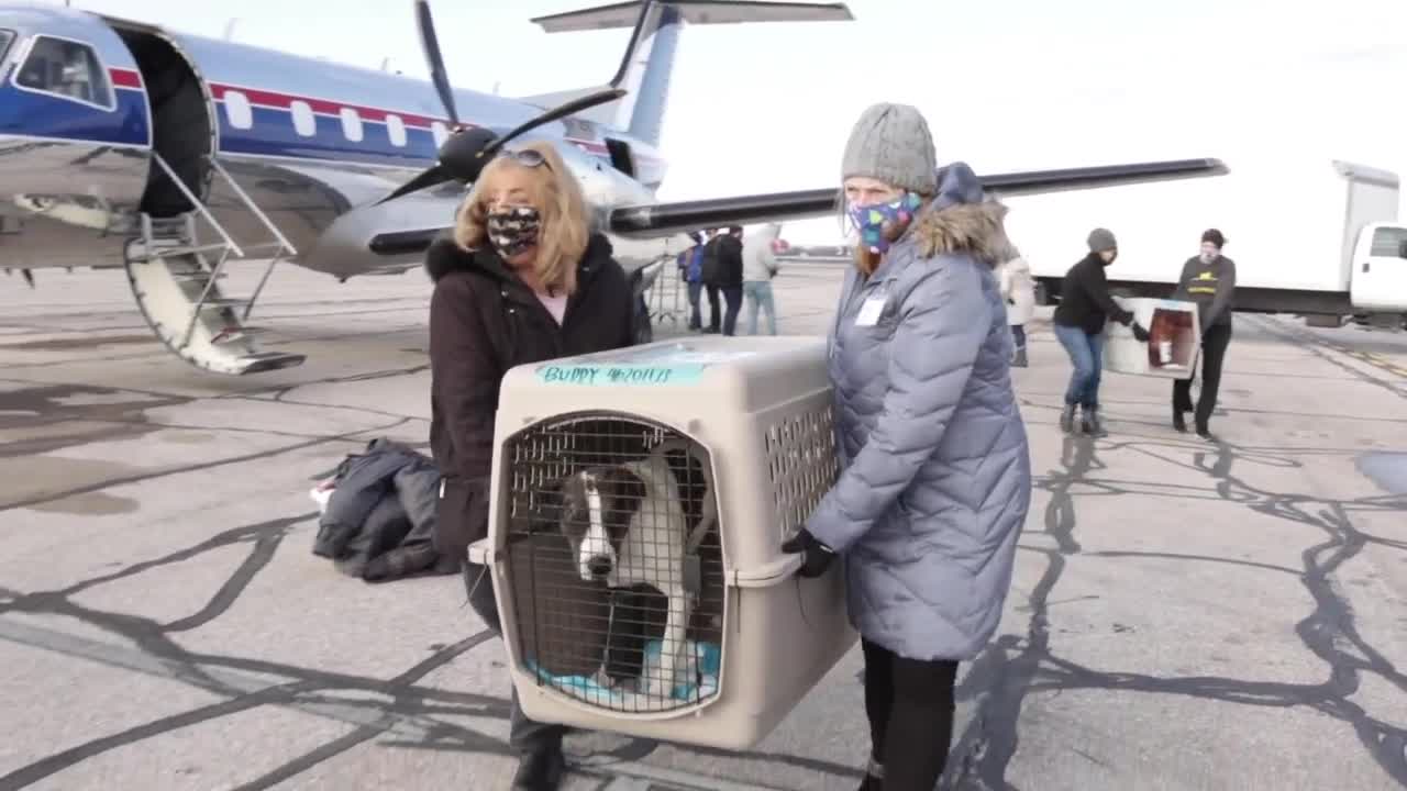 Michigan Humane Society receives more than 50 at-risk dogs from New Orleans