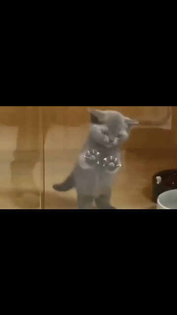 Funny Cats videos😺