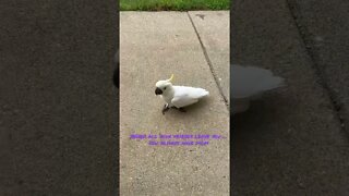 Everett left him #cutepets #parrot #shorts #cockatoo #birdshorts #funnyanimals