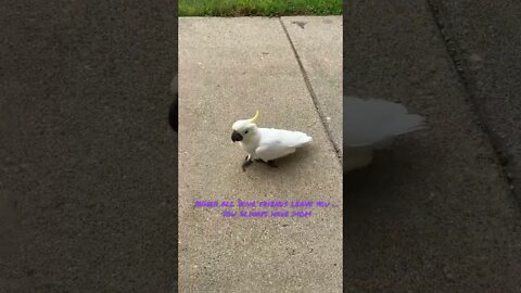 Everett left him #cutepets #parrot #shorts #cockatoo #birdshorts #funnyanimals