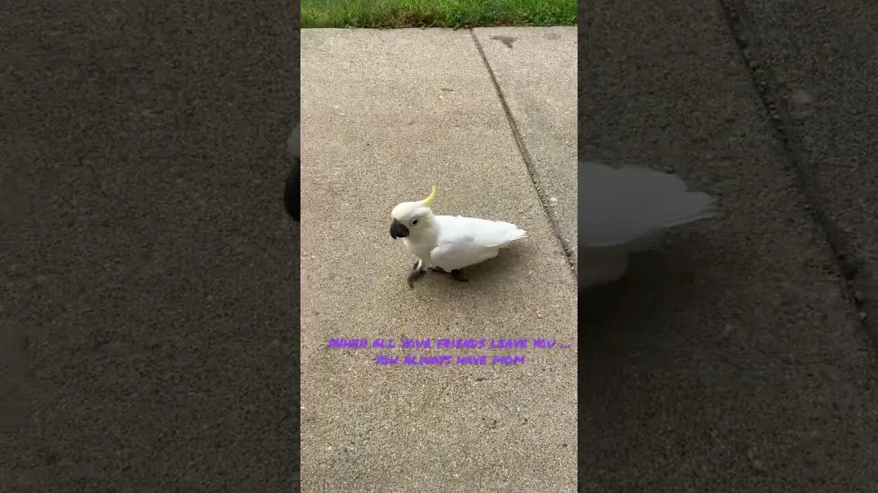 Everett left him #cutepets #parrot #shorts #cockatoo #birdshorts #funnyanimals