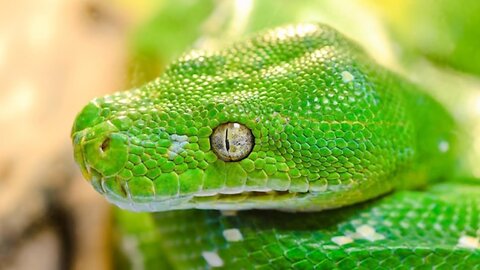 Snake on cilantro in a graduation cap