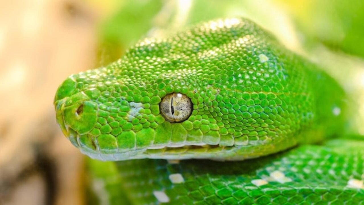 Snake on cilantro in a graduation cap