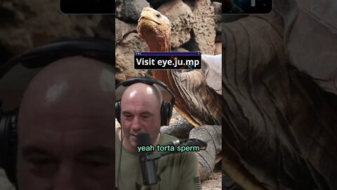 Joe Rogan shocked by facts about tortoise - Forrest Galante #shorts