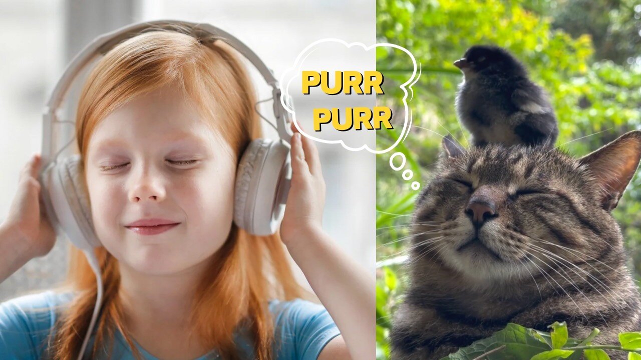 Listen to a cat purring can help stress relief and healing | 4 fun facts about a cat’s purr