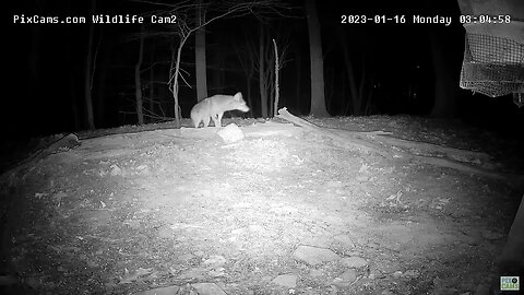 Wildlife Cam 2 - Coyote