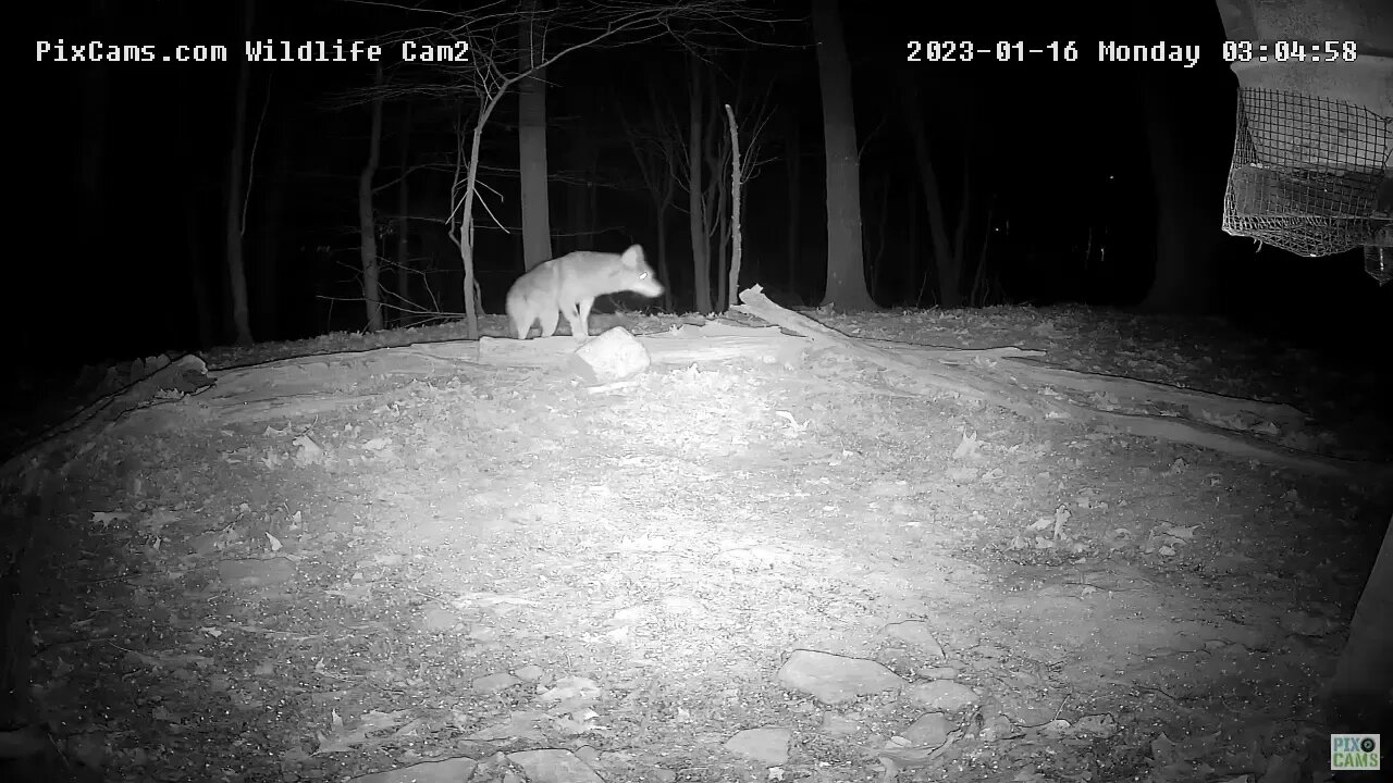 Wildlife Cam 2 - Coyote