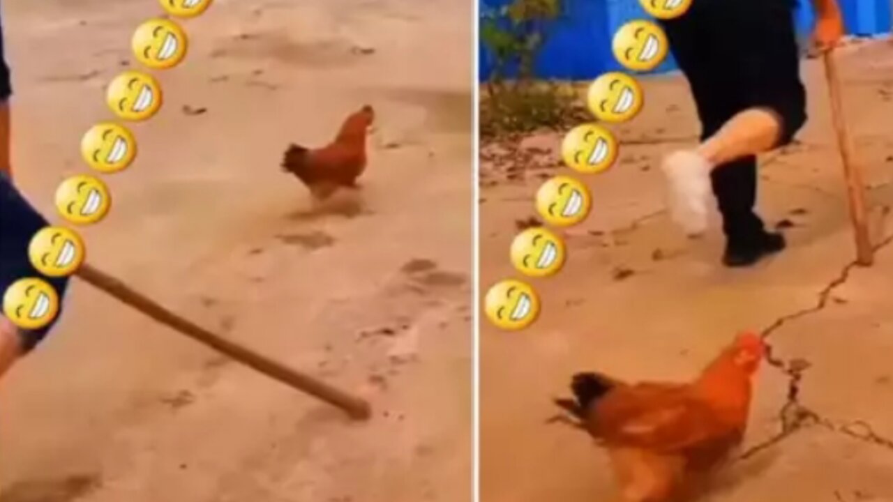 You will laugh after watching this video the owner gets hurt, this hen started imitating ||