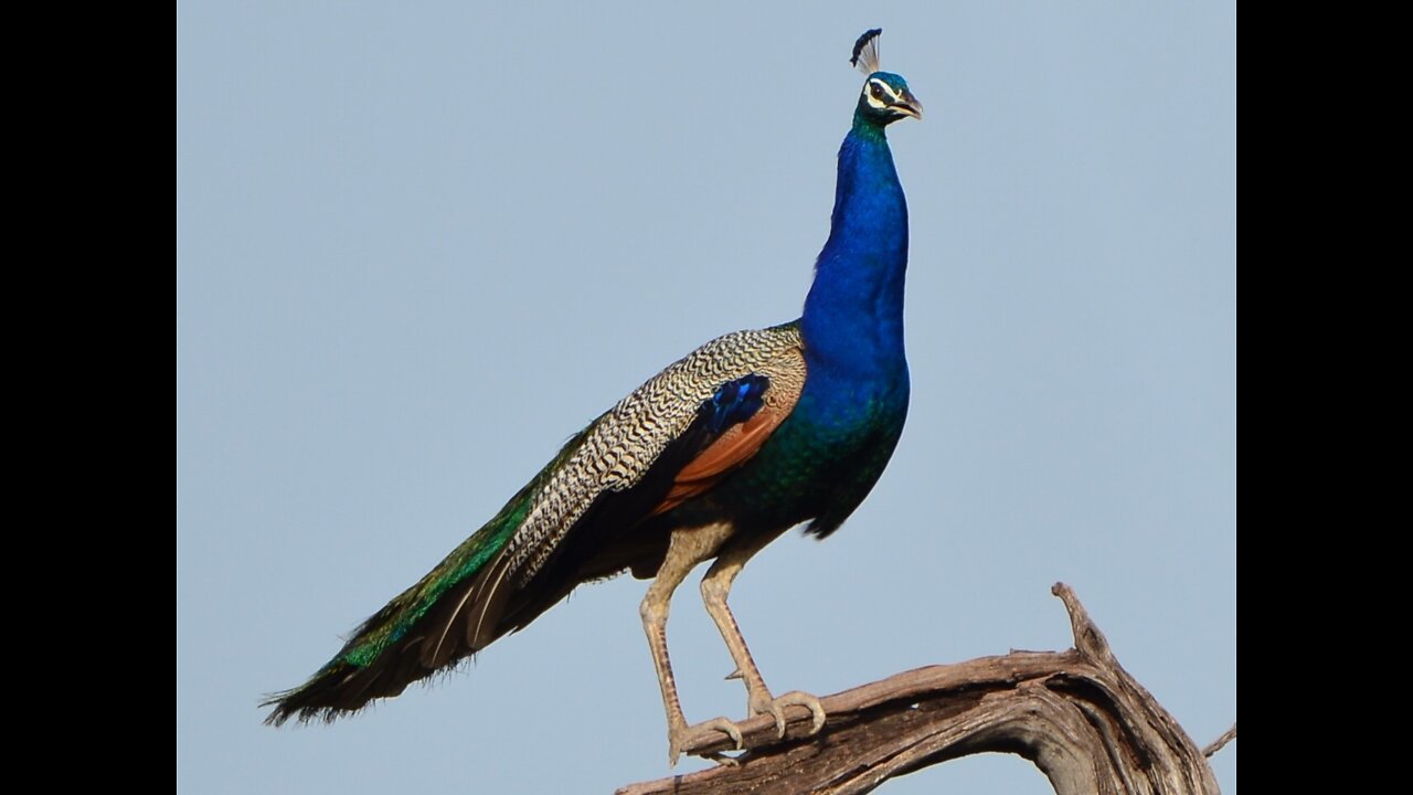 Beautiful Peacock