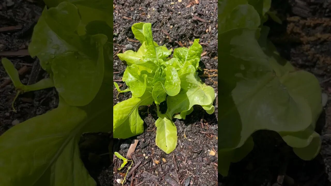 GARDEN BEDS ARE FULL🥬 #gardenbed #garden #spring #planting #summergarden #happy #homestead #home