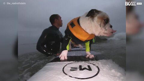 Ce chien se remet au surf avec l'ouverture des plages