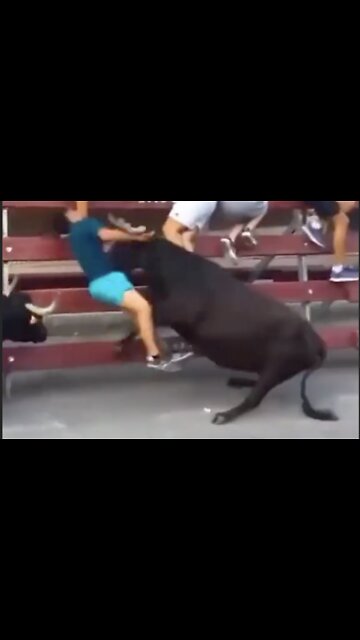 Man Takes BRUTAL Hit from Bull
