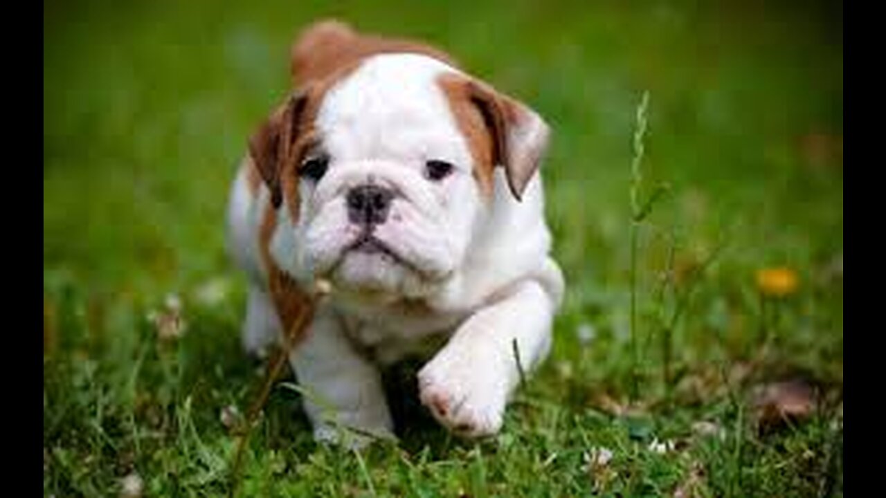 BullDog Puppies Compilation 2022