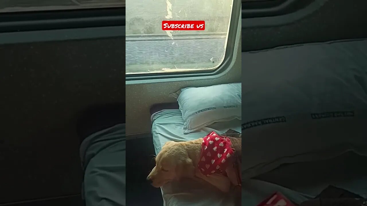 Cute sleep in train #shorts #shortsfeed #dog #pets #viral