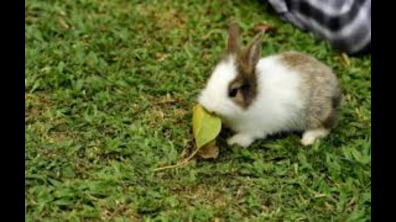 Happy Rbbits Playing n Grazing