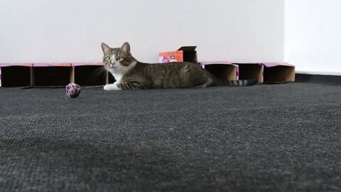 Cat Hunts the Toy Balls