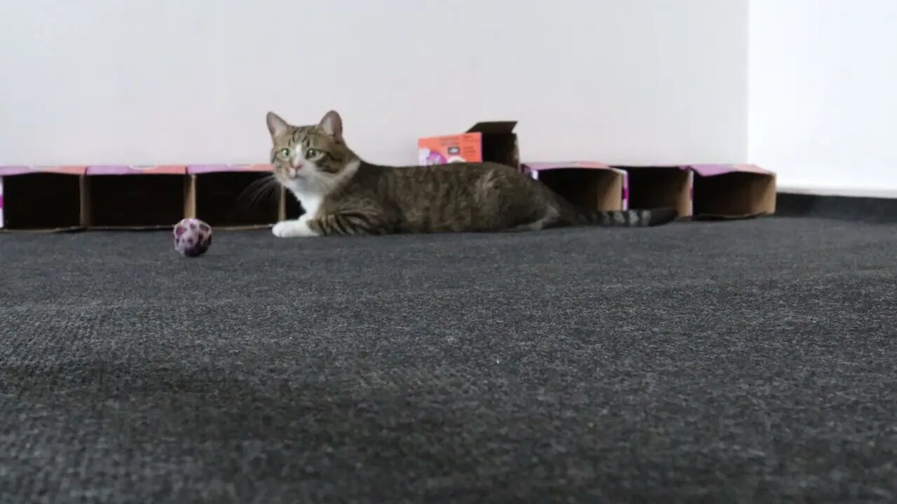 Cat Hunts the Toy Balls