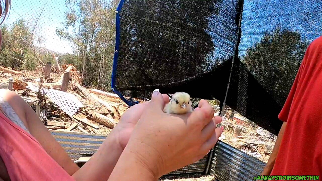 First Hatchling here at the Waddlinfarm