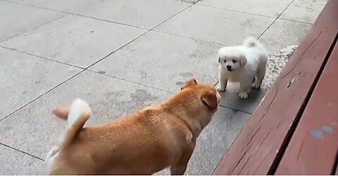 A cute little puppy growls at a newcomer & warns him...