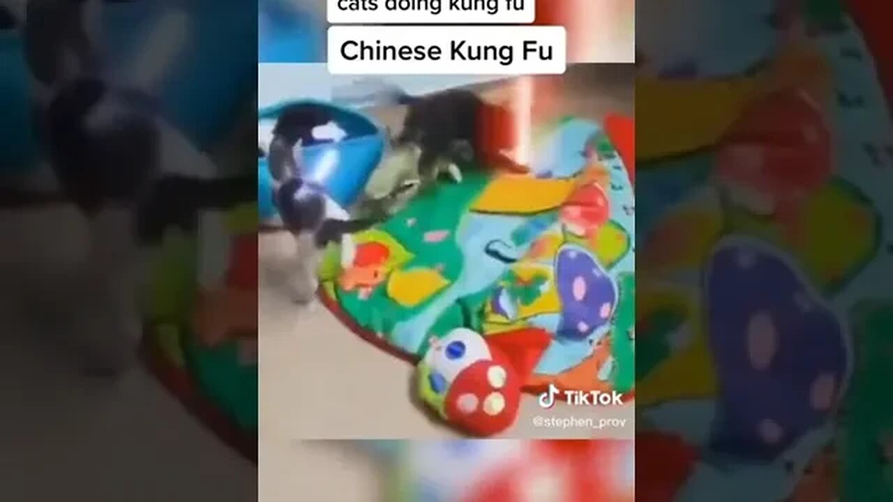 funny Kung Fu cats #funny #happy 🤣🤣