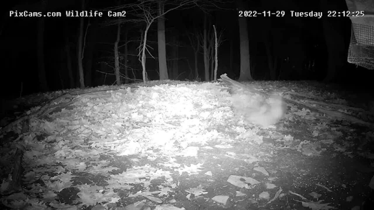 Great Horned Owl 11/29/22